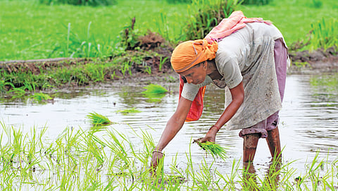 Telangana government’s Rs 500 bonus on procurement of fine paddy draws criticism because it is less cultivated in the state than coarse varieties
