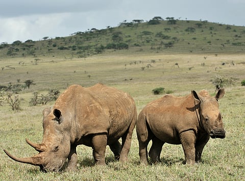 The near-extinction of rhinos is at risk of being normalised