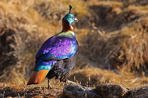 ‘Altitude squeeze’: Musk deer, pheasants and snow trout being pushed upslope due to climate change in the Himalayas, says CMS Report