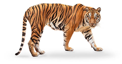 ‘Critically depleted’: IUCN’s new Green Status assessment for the tiger in Asia paints sombre though hopeful picture for species