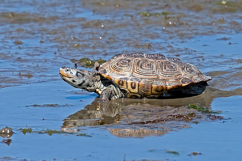 Diamondback terrapins are threatened by the wildlife pet trade.