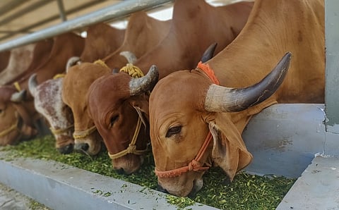 India needs a Green Fodder Revolution