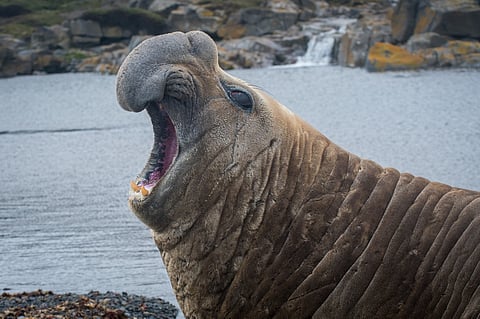 Scientists find suspected bird flu cases in Southern Ocean island near Australia