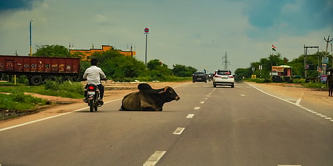 Move free-ranging dogs from hospitals, schools, and cattle from highways: Supreme Court