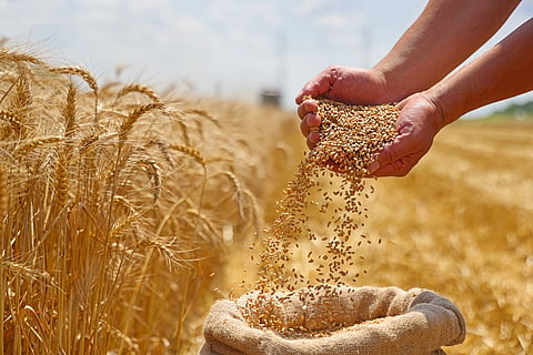 Seed Bill 2025 ‘built for corporates, not cultivators’, farmers warn