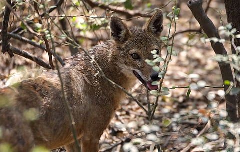 Day of the Jackals