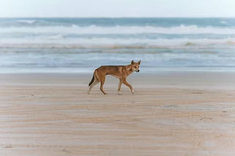 How European colonisation has created more animal hybrids