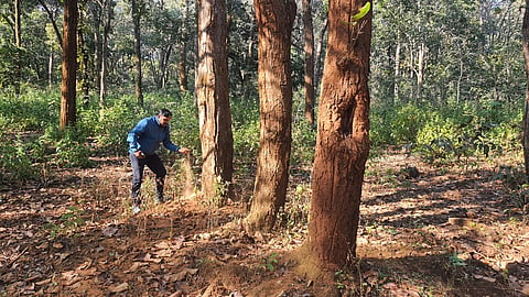 Infested sal trees in Dindori being marked as infected.