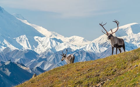 Recent tundra fires ‘exceed anything in past 3,000 years’, study in Arctic Alaska shows