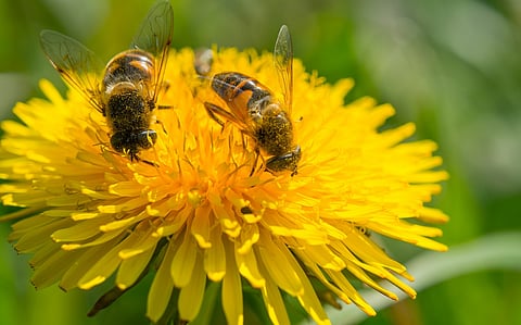 Recap 2025: The most important biodiversity developments of the year