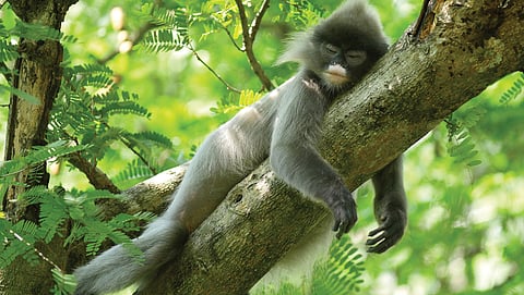 Ringed Eyes in the Canopy