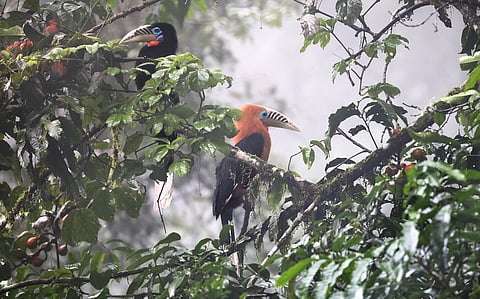 GEF clears $372 million for environment projects, biodiversity in sharp focus