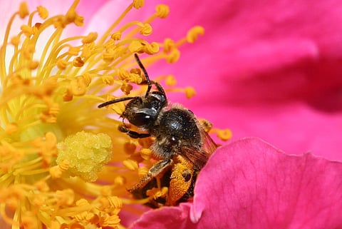 Amazonian stingless bees first insects to get legal rights in the world