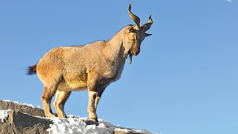 Hanging by the cliff: Himalaya’s rarest wild goat is on the brink of local extinction