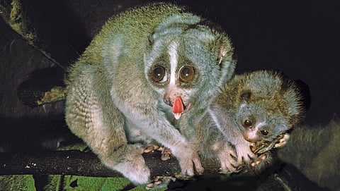 Night watcher: Reverse mythical beliefs to save the nocturnal hunter of Western Ghats