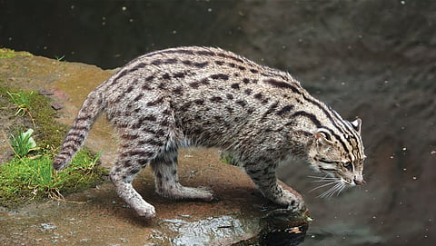 The odd feline