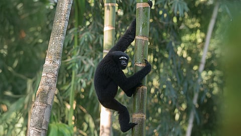 The ape in our stories