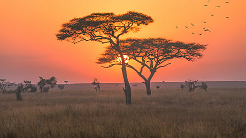 Livestock surge puts Africa’s grasslands under severe strain, study warns