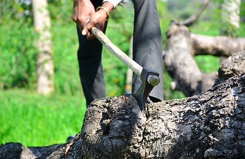 The Last Tree