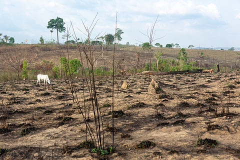 Amazon released up to 170 million tonnes of carbon during 2023 drought, study finds