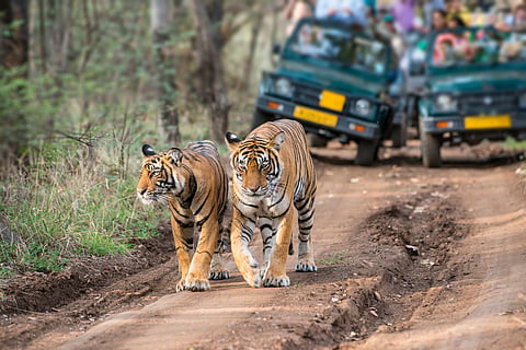 The report highlights well-known conservation successes such as India’s tiger population reaching 3,167, but provides limited data on lesser-known species and other taxa.