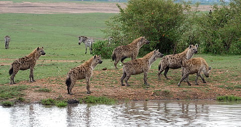 The spotted hyenas of Mekelle: Meet the accidental eco-warriors of Ethiopia’s second-largest city