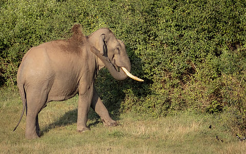 Kraal or Coexistence: Why Muttikomban’s fate matters for Kerala’s elephants