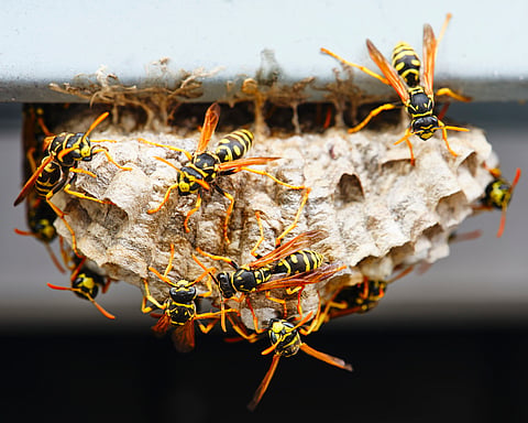 Pollinators feel the climate sting: Warmer temperatures are forcing bees and wasps to emerge earlier, but at a cost to their survival