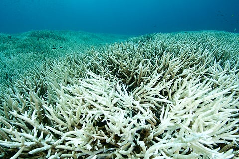 Indian Ocean heats up to dangerous levels, putting fish, reefs and livelihoods at risk, warns watchdog