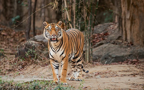 Significant economic and conservation opportunities for Cambodia if it reintroduces tigers in its Cardamom Mountains: Paper