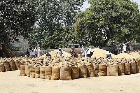 Harvesting of wheat almost complete yet government procurement has slowed