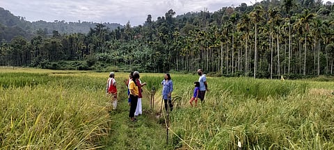 How Wayanad’s climate calendar is rewriting farming futures