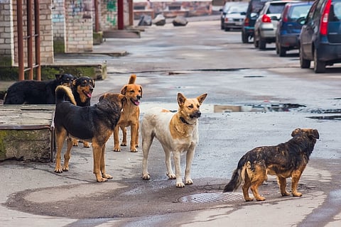 Supreme Court allows euthanasia of rabid and dangerous free-ranging dogs to protect public safety