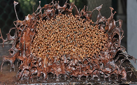 World Bee Day 2026: When we conserve stingless bees, we safeguard our own future