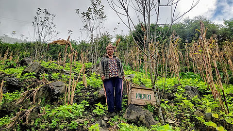 World Bee Day 2026: In Northeast India, the disappearance of bees signals a deeper ecological crisis