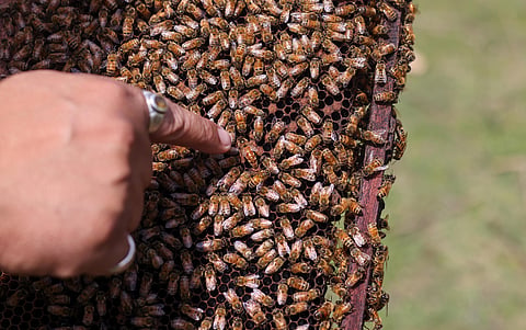 World Bee Day 2026: Conserving Nature’s tiny treasures