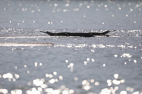 Trouble in the gharial’s last bastion?