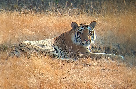 The tale of Jai, Vidarbha’s iconic tiger, and his descendants is the story of the striped cat in today’s India