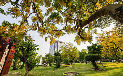 Amaltas, the good thing about Delhi summers
