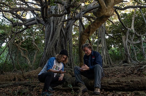 On a small island off the coast of New South Wales, rodent eradication sparked an insect boom