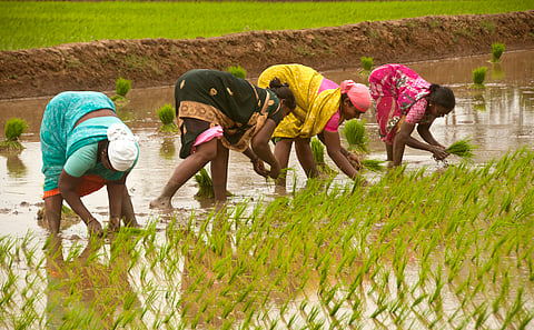 Beyond compliance: Why human rights and environmental due diligence matter for producer organisations