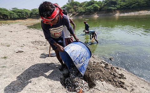 A fish kill turns a Delhi lake into a graveyard