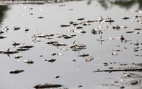The dead fish at Delhi’s Sanjay Lake are evidence of how fragile Indian cities have become in the face of climate stress
