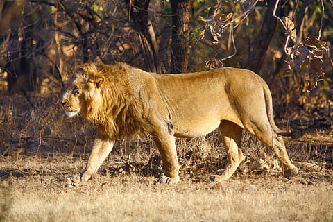 Eight dead, 17 on the way to recovery as tick infection spreads among world’s only Asiatic lion population
