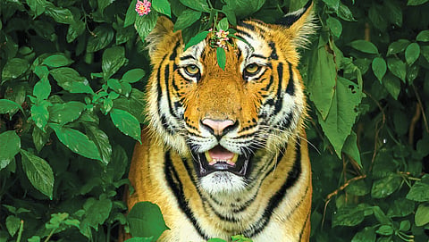 Some of the highest rates of livestock depredation by tigers in India now occur outside protected areas, precisely where lantana dominance is highest