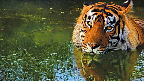 Rethinking conservation