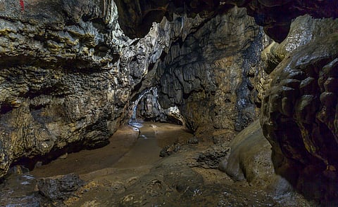 India’s hidden underground fungi could hold clues for medicine, mining, and even space exploration