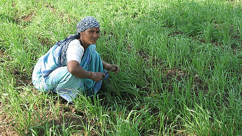 The numbers game: Rush to certify India’s natural farmers raises concerns