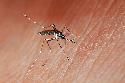 The Asian tiger mosquito can survive cooler temperatures than the yellow fever mosquito, allowing it to spread into warmer former cold regions and increase the risk of local chikungunya transmission.