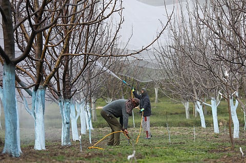 An apple farmer sprays pesticides in his orchard in the Janjehli Valley of Himachal Pradesh’s Mandi district.
